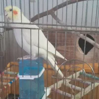 عروس هلندی|پرنده|اسلام‌شهر, شهرک محمدیه|دیوار