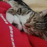 گربه نر 8 ماهه باهوش و کیوت