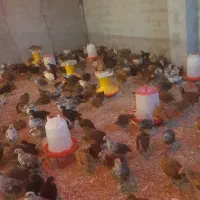 مرغ وخروس گلپایگانی