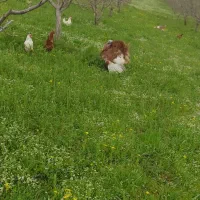 بوقلمون نر و ماده