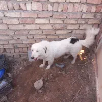 سگ پا کوتاه