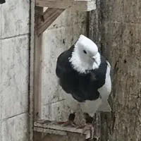 کفتر طوقی سیا نر  (350)زیر قیمت