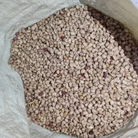 صد کیلو لوبیا چیتی