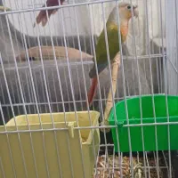 طوطی گرینچک|پرنده|اشنویه, |دیوار