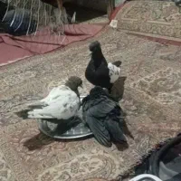 جوجه سینه سیاه