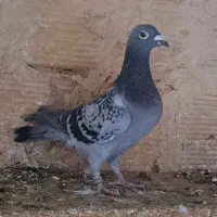 سبز ماده|پرنده|بردسکن, |دیوار