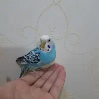 تعدادی مرغ عشق|پرنده|فولادشهر, مسکن مهر فولادشهر|دیوار