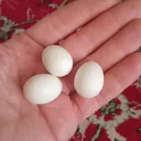 کوتوله مولدجفت