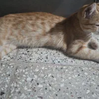 گربه خونگی