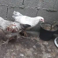 لایت بر هما