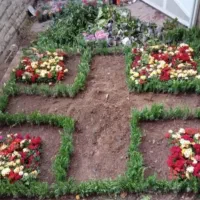 خدمات باغبانی باغچه کاری کاشت گل تعویض خاک گلدون|خدمات باغبانی و درختکاری|تهران, تهرانپارس شرقی|دیوار