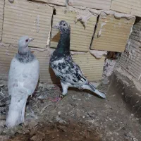 کفتر جفت نر سار هفترنگ ماده سار کاغذی عتیقه کمیاب|پرنده|تربت‌حیدریه, رضاشهر|دیوار