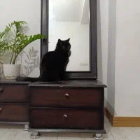 گربه مشکی اسکاتیش