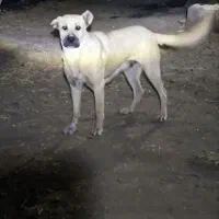 سگ دزدیده شده|حیوانات|قروه, |دیوار