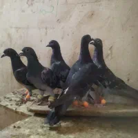 5عدد پولک قلدور ارزون مناسب