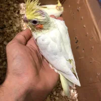 عروس هلندی|پرنده|بندرعباس, |دیوار