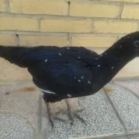 مرغ خروس لاری افغان|حیوانات مزرعه|مهریز, |دیوار