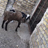 بره نر سبک وزن  ۲۵ کیلو