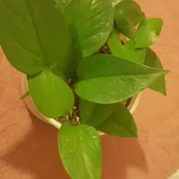 گیاه پتوس سرحال