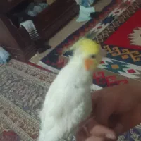 عروس هلندی|پرنده|اسفراین, |دیوار