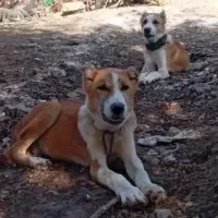 یک جفت توله نره افغانی اصیل درجه یک