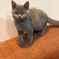 گربه میکس بریتیش پرشین بای کالر