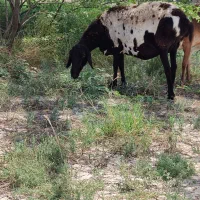 بره پلنگی آغوس