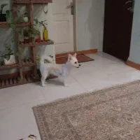 پامر اشپیتز