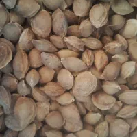 هسته ی زردالو شیرین