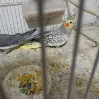 پرنده|پرنده|تربت جام, معدآباد|دیوار