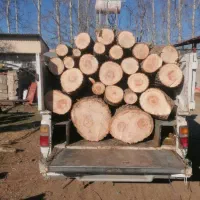 خرید چوب و درخت. میوه ای چنار صنوبر گردو کاج|خدمات باغبانی و درختکاری|کرج, سی متری صنعتکاران|دیوار