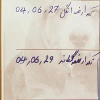 بچه گربه|گربه|تهران, هروی|دیوار