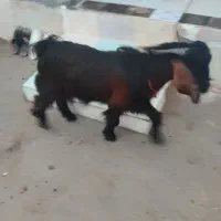 کهره نر|حیوانات مزرعه|دلوار, |دیوار