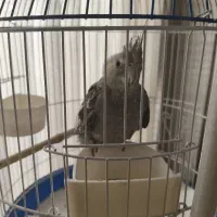 عروس هلندی با قفس