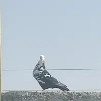 فروش کبوتر|پرنده|جهرم, |دیوار