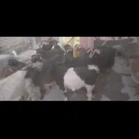 بز آبستن برای دامازدیخ