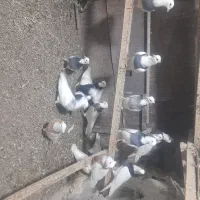 ۳۲ عدد طوقی|پرنده|اردبیل, |دیوار