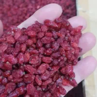 خرید زرشک وعناب بصورت کلی و جزیی