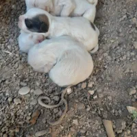 سک پاپی شیتزو|سگ|برخوار, |دیوار