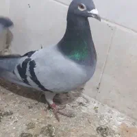 کبوتر|پرنده|مسجد سلیمان, |دیوار