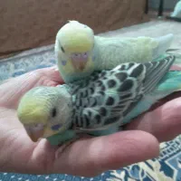 مرغ عشق