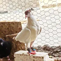 کبوتر چپ سرخ