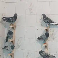 60تا کفتر پلاکی بیرونی|پرنده|شیراز, سهل‌آباد|دیوار