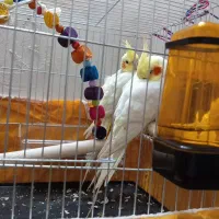 عروس هلندی جفت