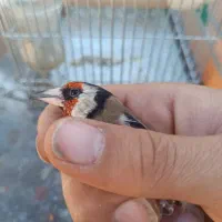 سهره|پرنده|یاسوج, |دیوار