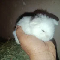 بچه خرگوش لوپ اصیل