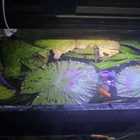 گیاه آکواریوم نیلوفر