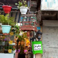 سم پاشی ساس سوسک کک کنه و...
