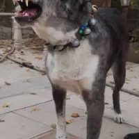 واگذاری سگ افغان 3ساله