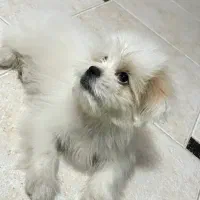 مینیا تودلی جیبی|سگ|قم, زند آباد|دیوار